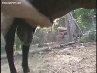 [ Beastiality Porn ] French homo enjoys masturbating sheep's shlong